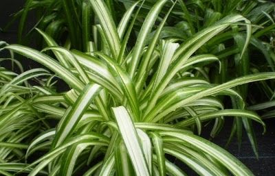 Es pot multiplicar per fillols