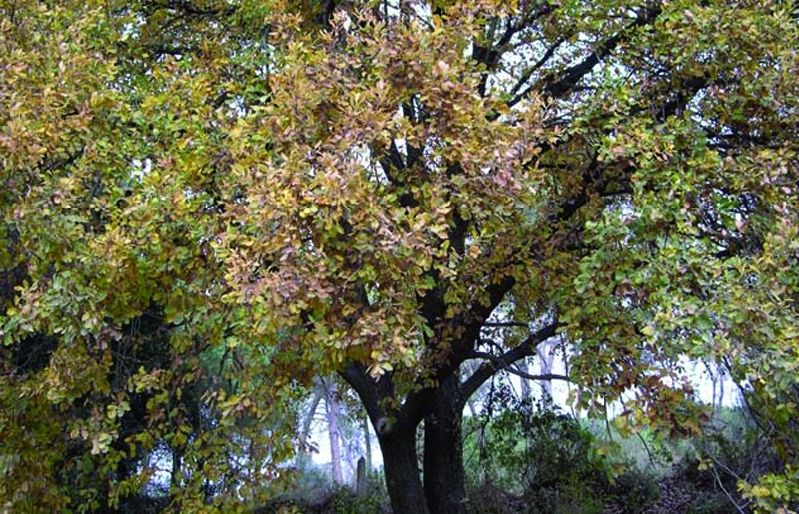 FOTO: Jordi Roca i Josep Castellví