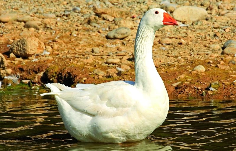 És un au creat per selecció artificial