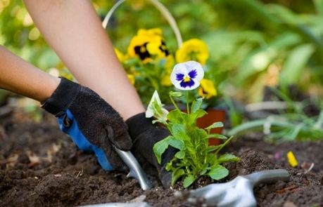 Si decideixes plantar o abonar les plantes, és una bona època, però caldrà regar diàriament. FOTO: Cedida