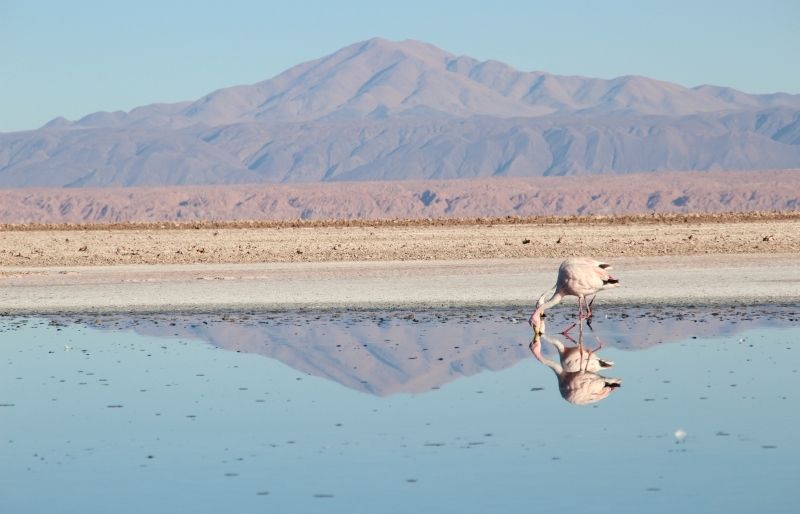 Una de les participants d'edicions anteriors