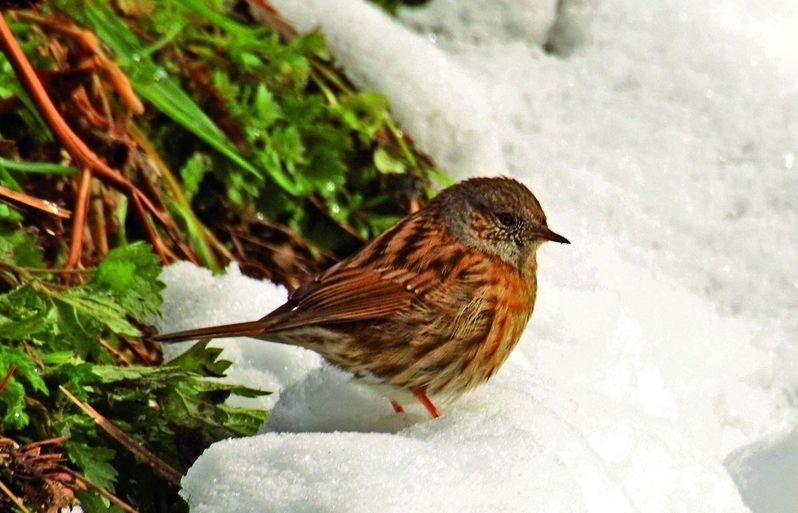 El mascle i la femella no presenten diferències en la coloració