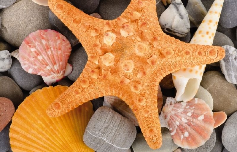 Quan sortiu a la natura aprofiteu per recollir material