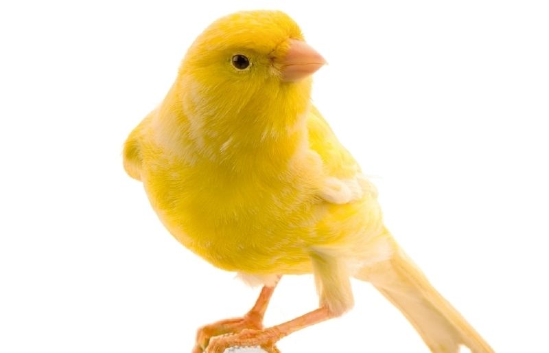 Els canaris canten quan se senten sans i feliços