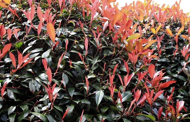 Els brots nous tenen un color vermellós