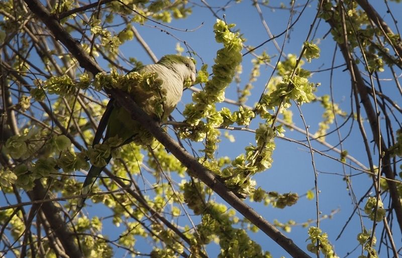 L'avinguda de Gràcia és un dels punts on es concentren més exeplars. FOTO: Artur Ribera