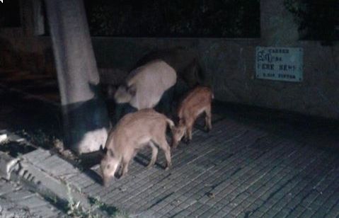 Senglars buscant menjar a l'Avinguda del Carril. FOTO: Jose Llamas