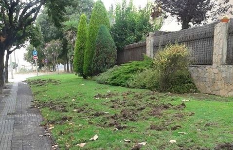 Els parcs i jardins de la ciutat es veuen afectats per l'acció d'aquests animals. FOTO: Jose Llamas
