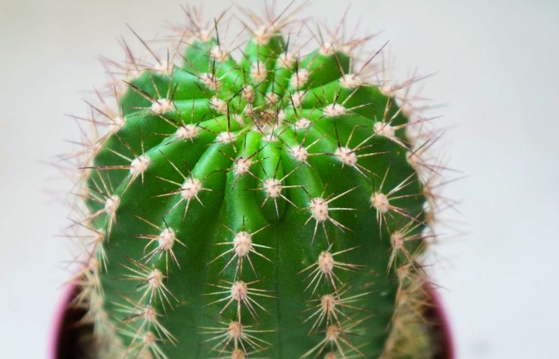 Aquesta planta té la peculiaritat de florir a la nit