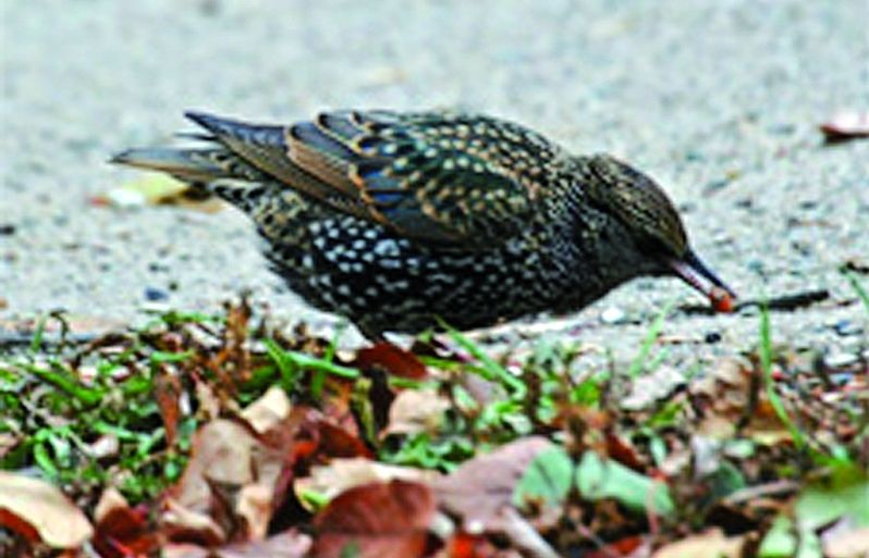 A l'hivern podem observa volar grans estols d'estornells vulgars
