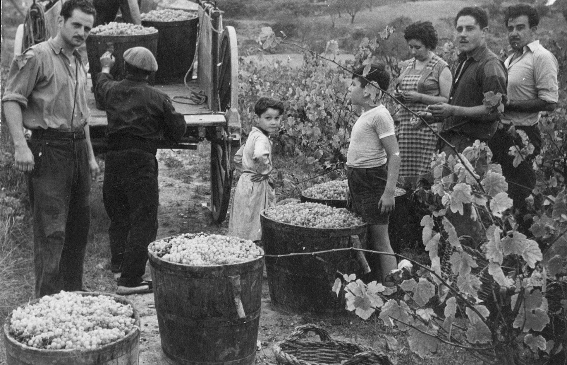 Verema a les vinyes de Can Bell  Anys 50. FOTO: Jordi Bell