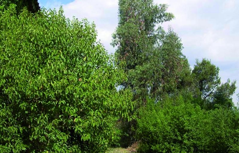 FOTO: Jordi Roca i Josep Castellví