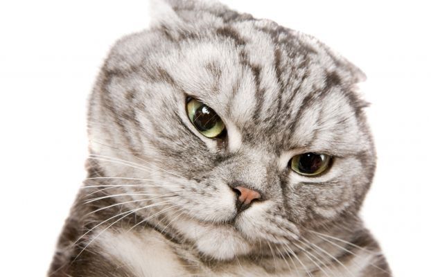 Quan està espantat baixa i aplana les orelles