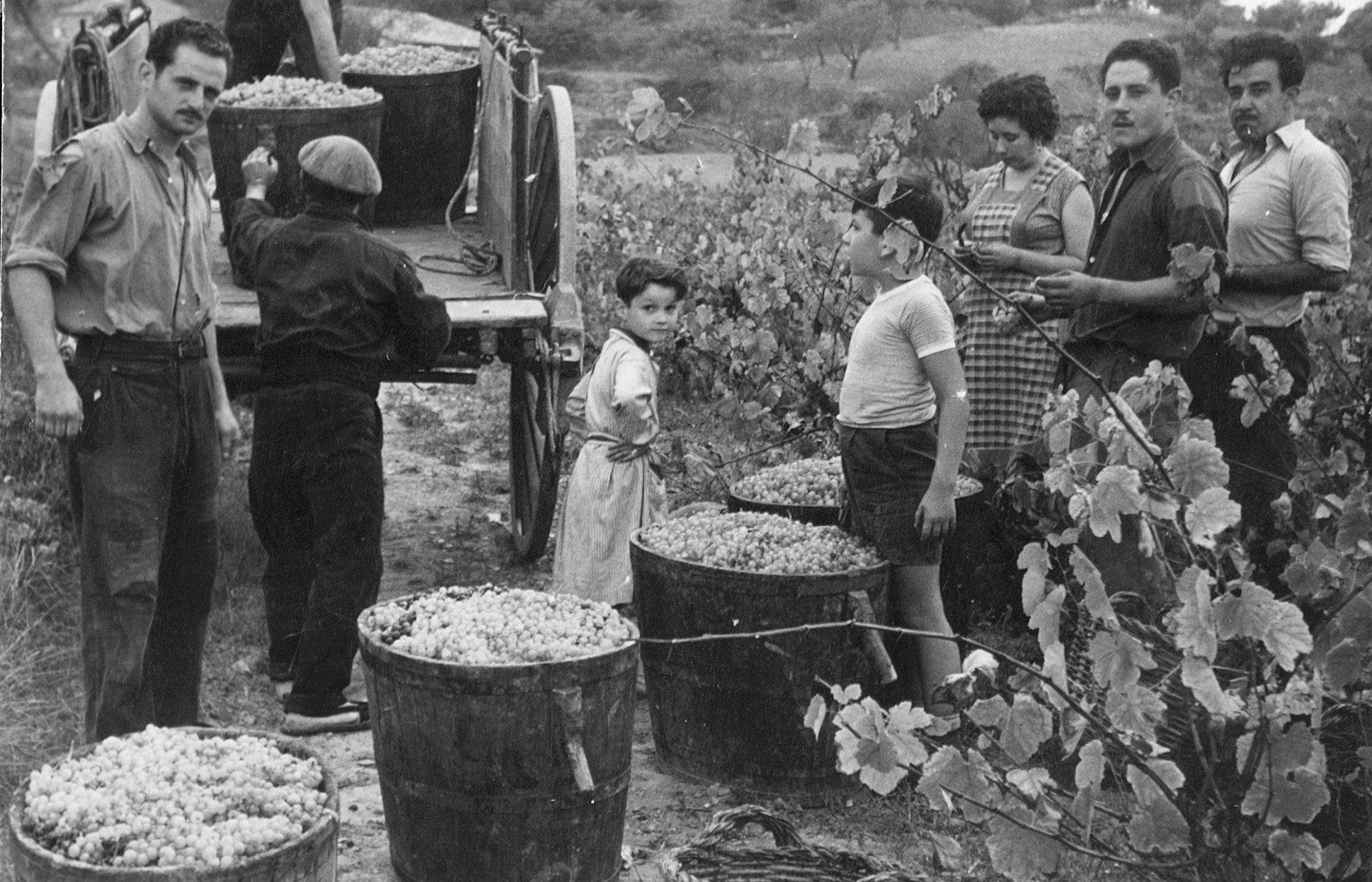 Verema a les vinyes de Can Bell, als anys 50. FOTO: Jordi Bell