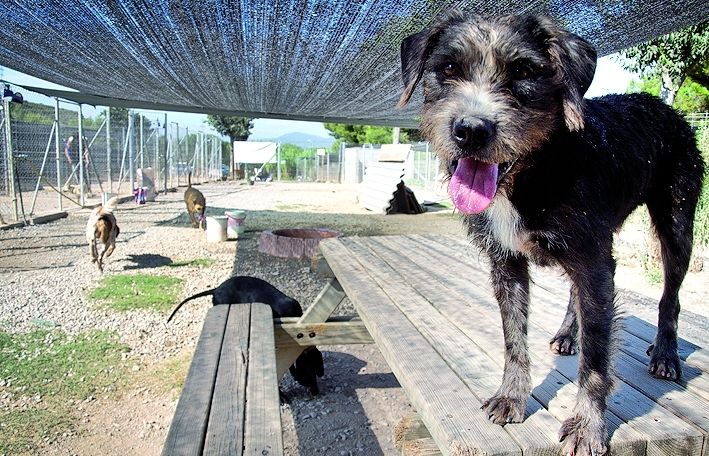 Molts gossos ens necessiten. Ajudem-los! FOTO: Arxiu