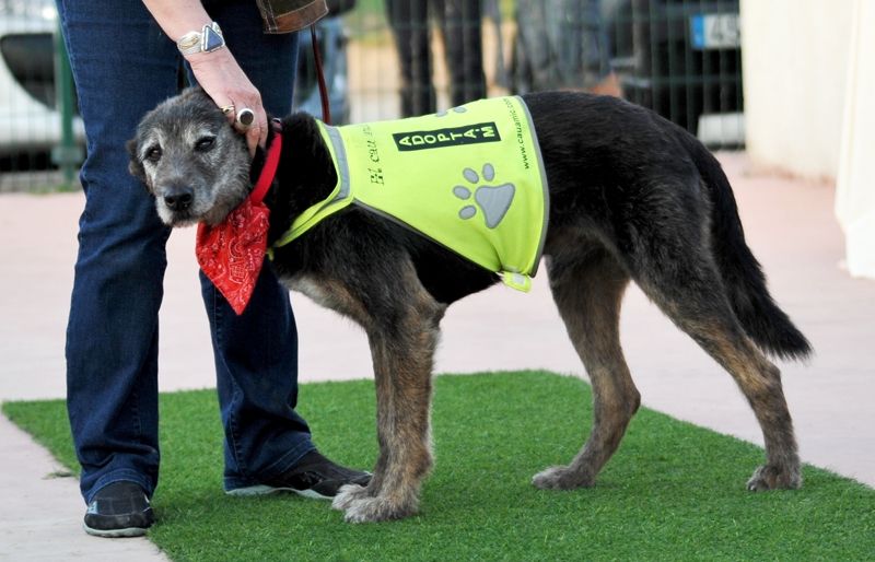 L'activitat vol fomentar la tinença responsable d'animals. FOTO: Amanda Bernal