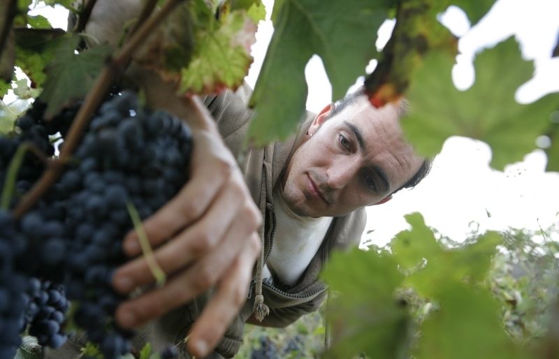 La vinya a Can Montmany: fer vi per romanticisme. Kevin Fisher és pagès a la masia. FOTO: Artur Ribera