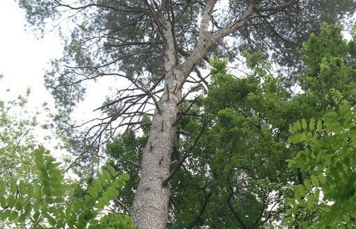 FOTO: Jordi Roca i Josep Castellví