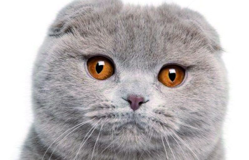 El gat exòtic és dòcil, divertit i lleial