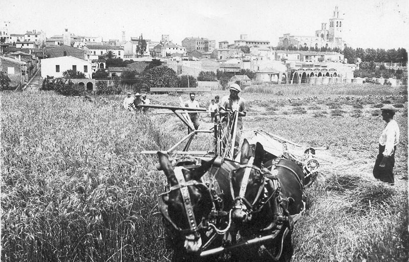 Temps de sega al Pla del Vinyet, anys 50