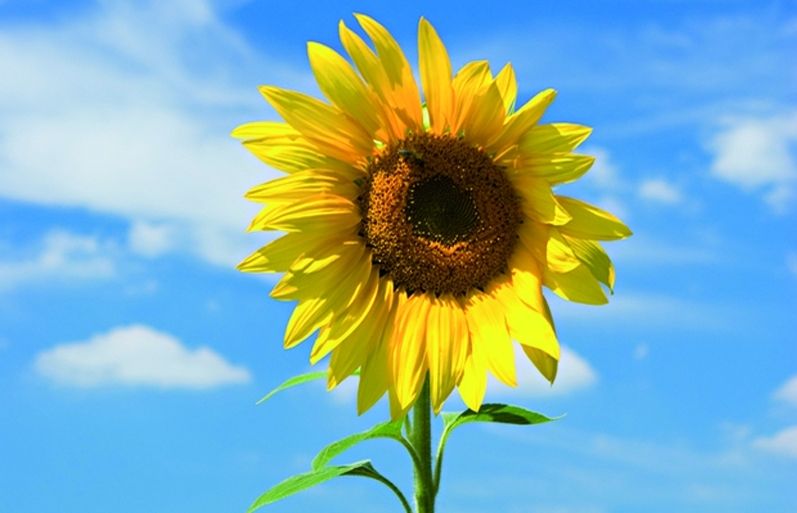 Els gira-sols atreuen molts insectes