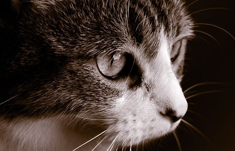 Els gats recorden persones i animals que han conegut