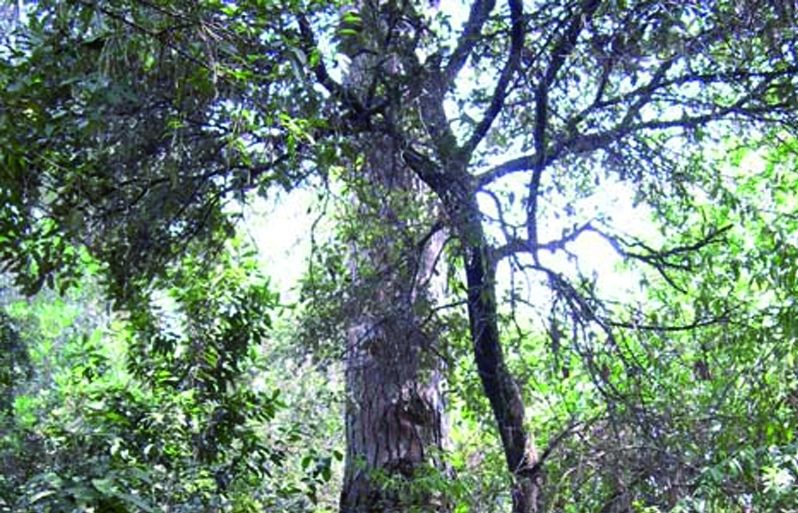 FOTO: Jordi Roca i Josep Castellví