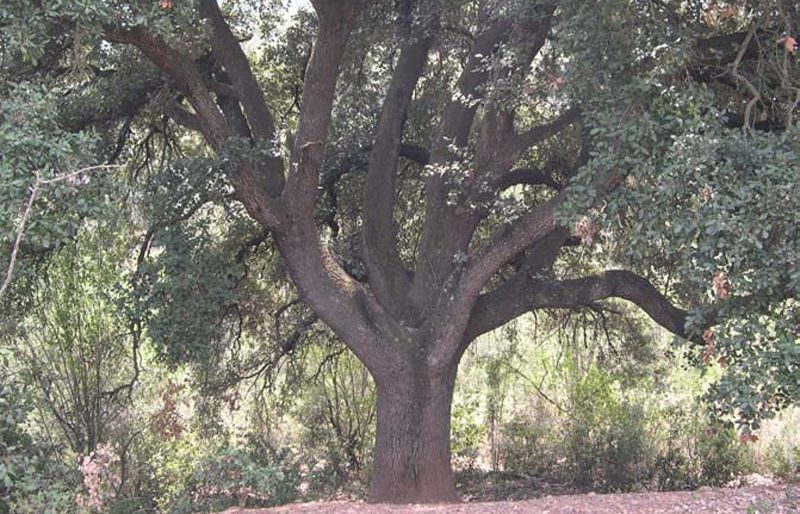 FOTO: Jordi Roca i Josep Castellví