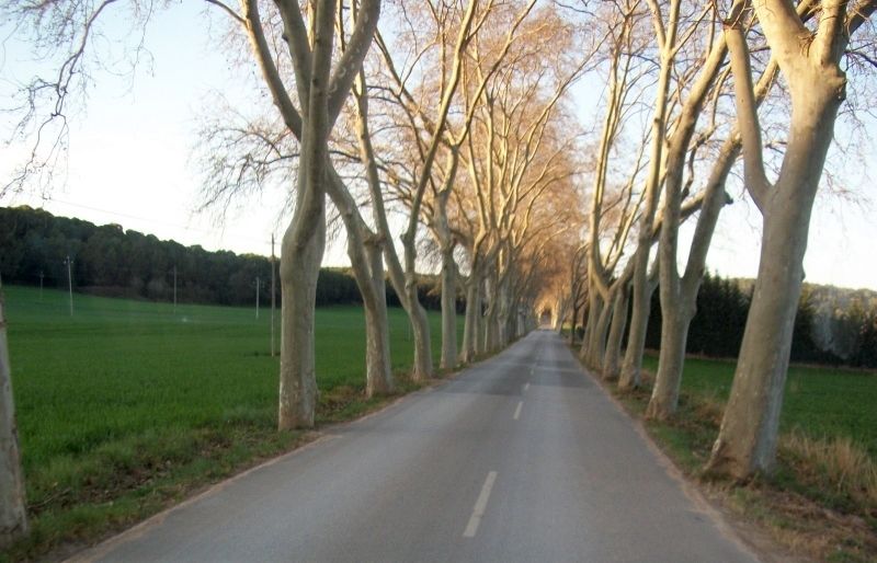 Efecte òptic: els arbres sembla que sajuntin en la llunyania. FOTO: Cedida