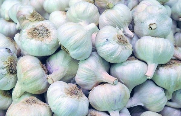 L'all està considerat un aliment medicinal. FOTO: Cedida