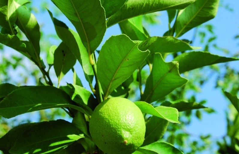 És una de les plagues més comunes junt al pugó