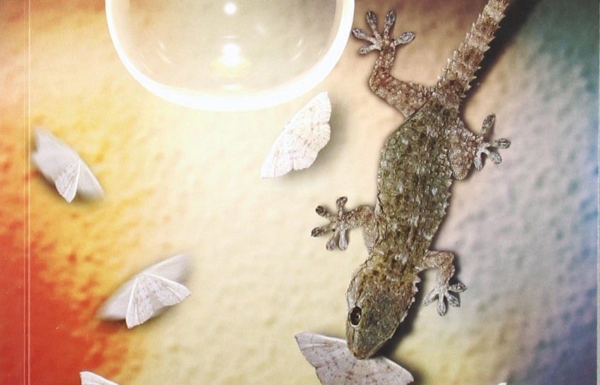 Portada del llibre 'Falenes'