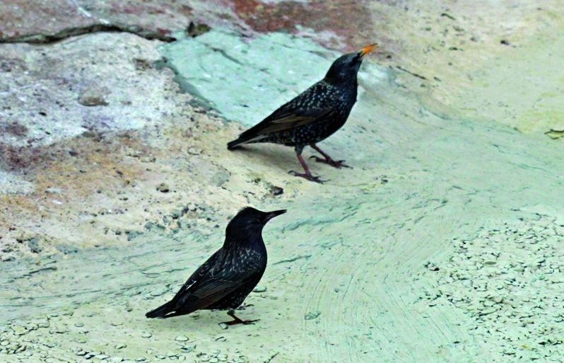 Cohabiten centenars de milers d'exemplars