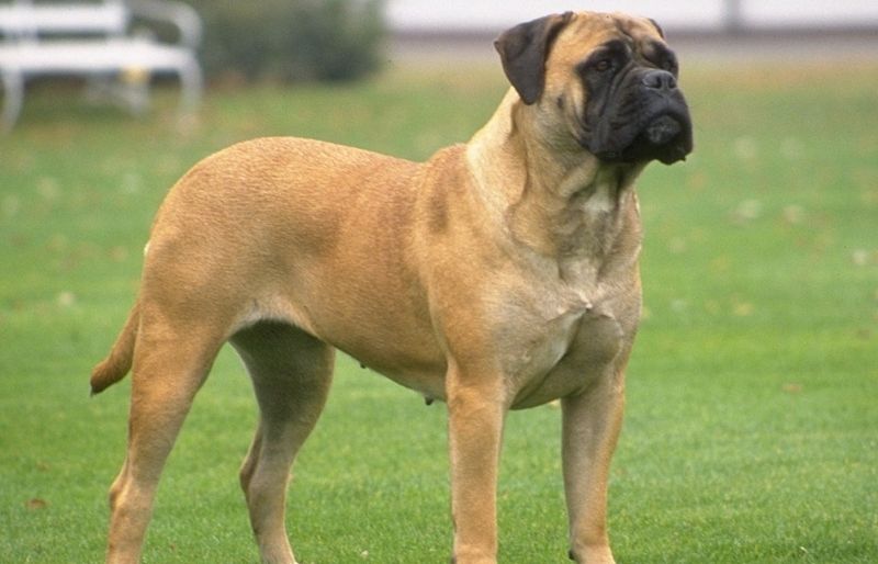 El Bullmastiff és una raça de gos guardià. FOTO: Cedida