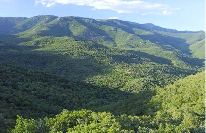 Parc de Collserola. FOTO: Cedida