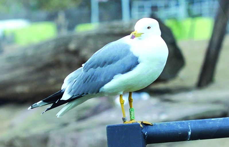 És un hàbil caçador de coloms