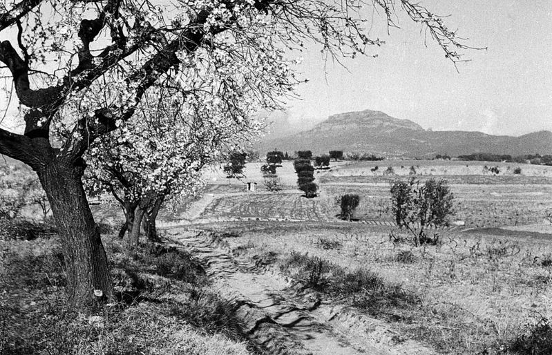 Camí dels monjos any 1954. Vista de Sant Llorenç. FOTO: Octavi Galceran