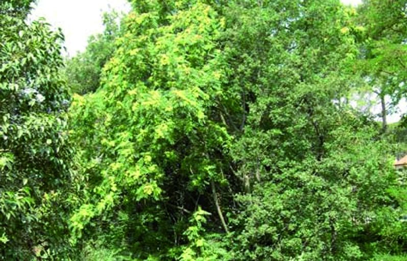 FOTO: Jordi Roca i Josep Castellví