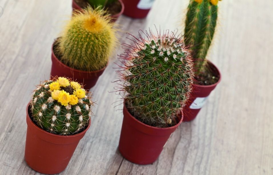 Els cactus són molt resistents, però necessiten molt sol. FOTO: Cedida