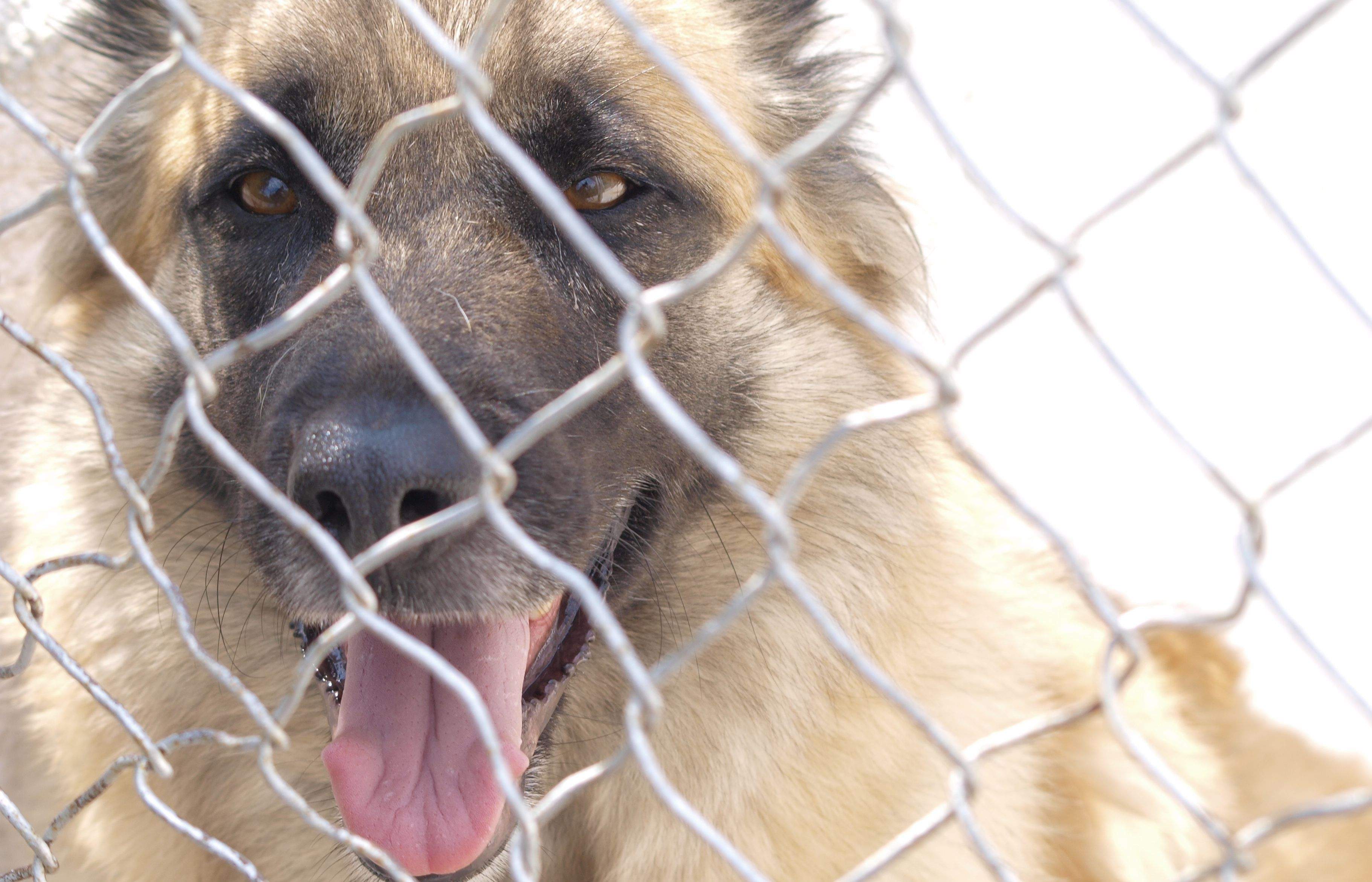Molts gossos busquen una segona oportunitat  FOTO: Artur Ribera