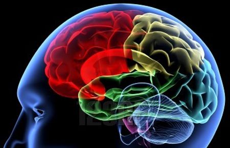 L'entitat analitzarà el funcionament del cervell. FOTO: Cedida