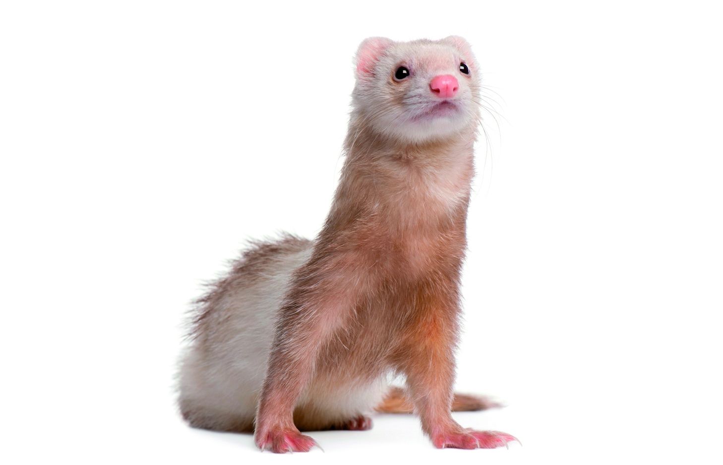 Tenir una fura a casa requereix tenir-ne molta cura