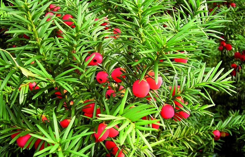 El teix és un arbre de creixement lent. FOTO: Cedida