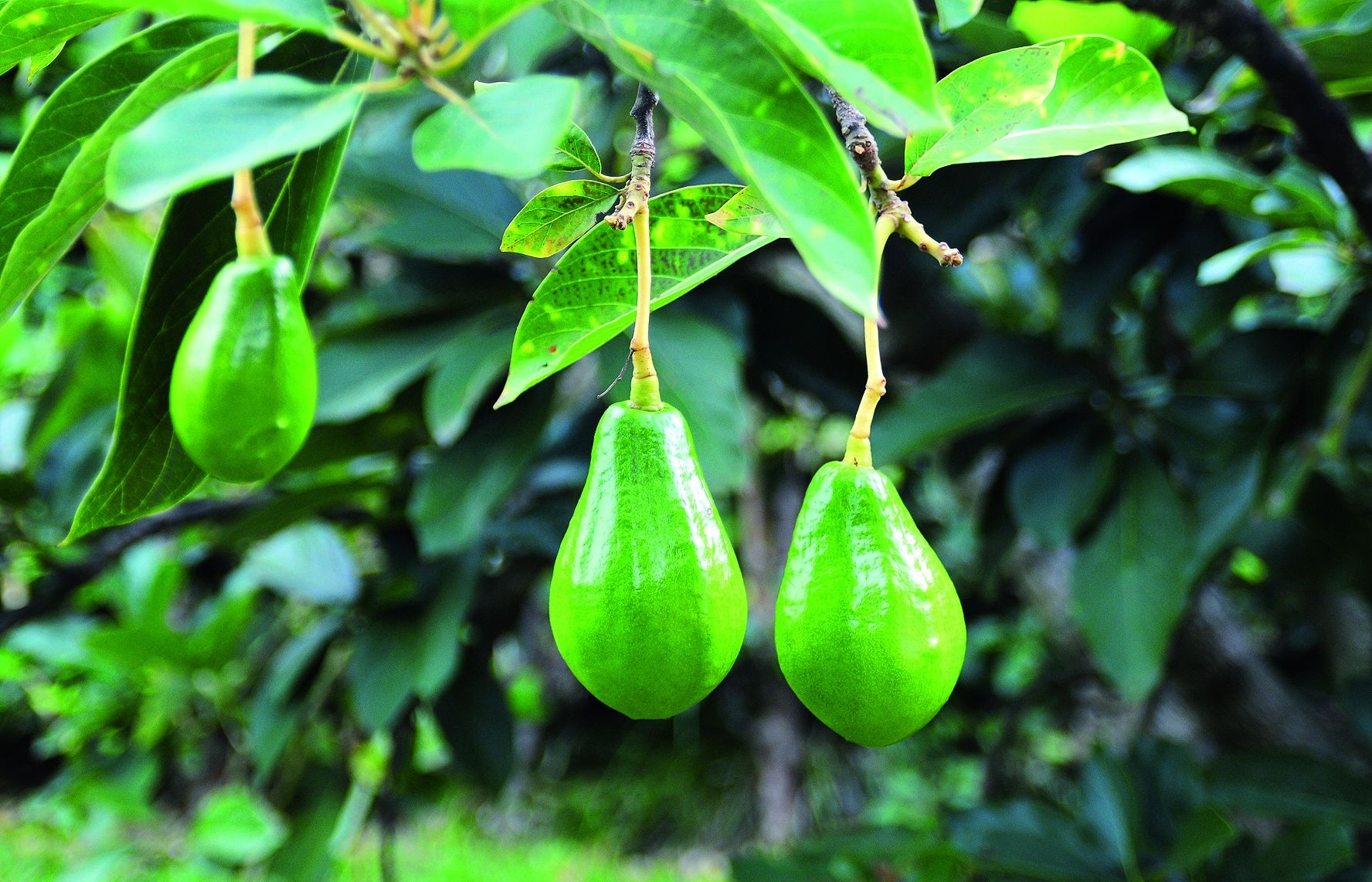 Avantatges de tenir un alvocat al jardí. FOTO: Cedida