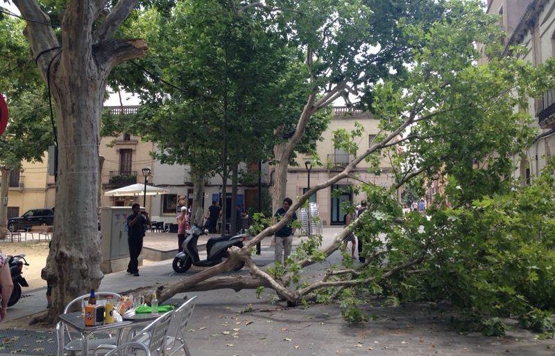 La branca a terra. FOTO: Mariona Sagalés