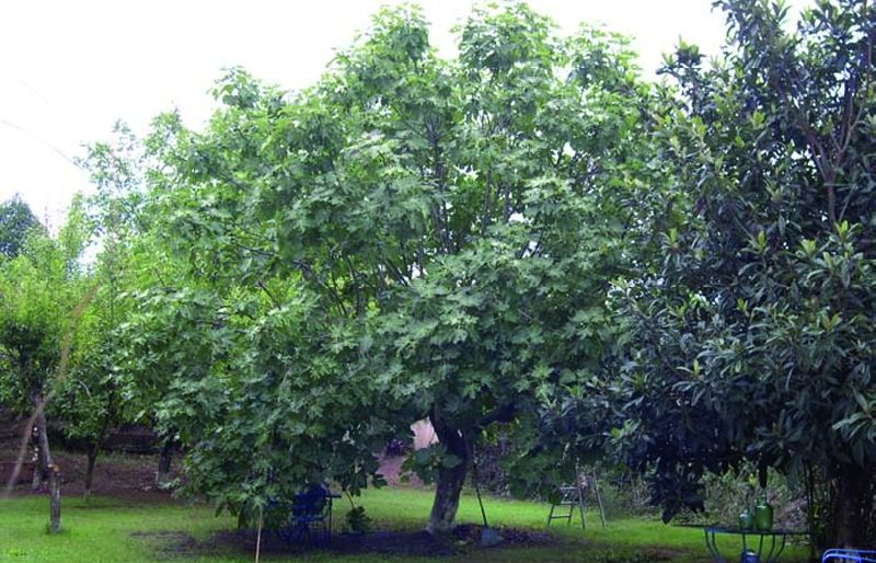 FOTO: Jordi Roca i Josep Castellví
