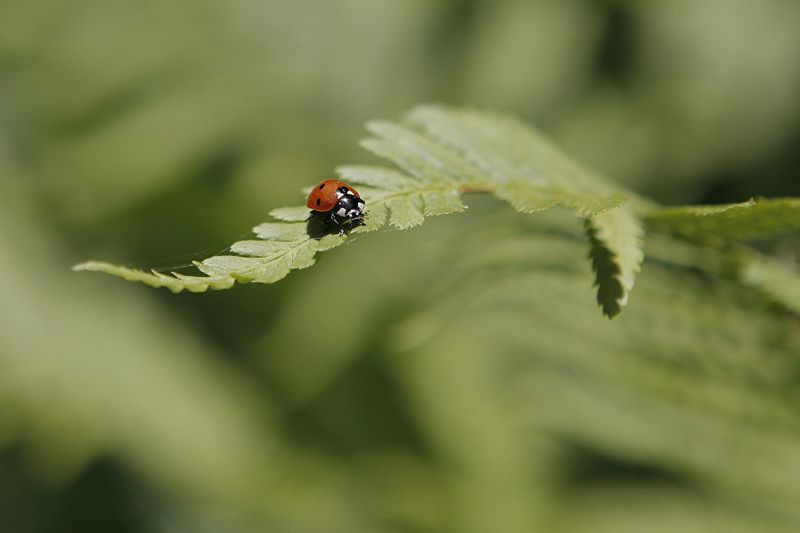 Marieta de l'ull viu