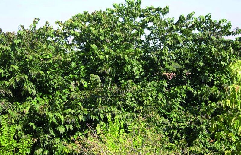 FOTO: Jordi Roca i Josep Castellví