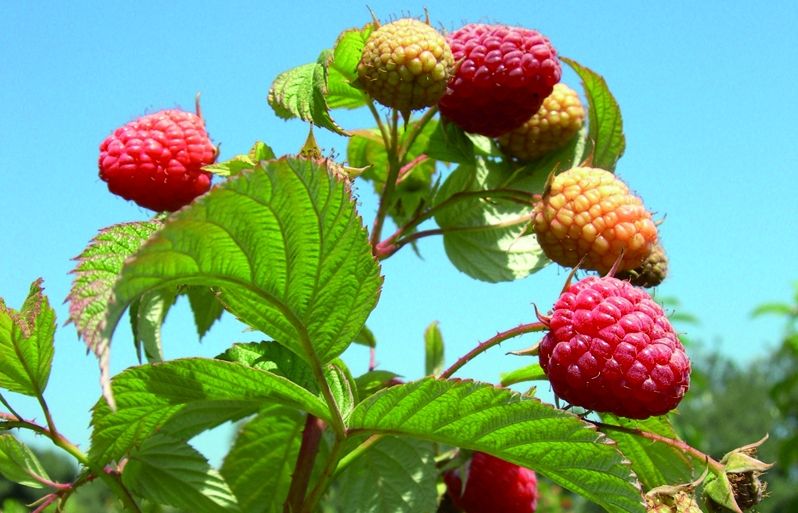 Els gerds són rics en fibra, en vitamina C i minerals. FOTO: Cedida