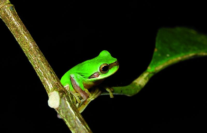 Tenir un amfibi com a mascota. FOTO: Cedida
